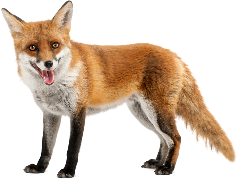 Red Fox, Vulpes Vulpes, 4 Years Old, in Front of White Background