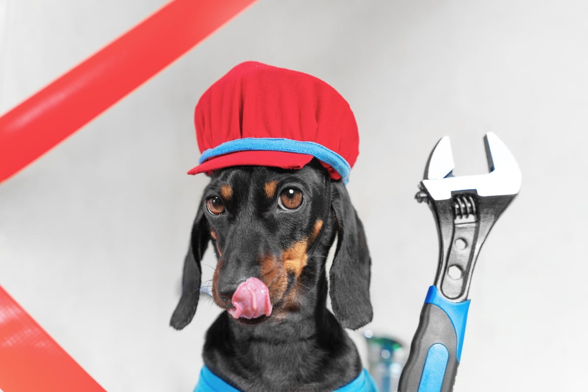 Dog wearing super plumber mario costume wrench portrait tongue career guidance